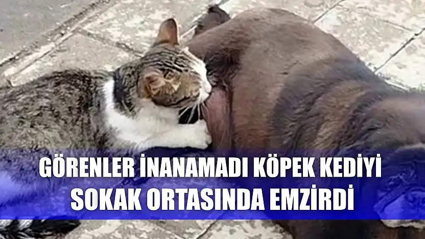 Görenler inanamadı, köpek kediyi sokak ortasında emzirdi