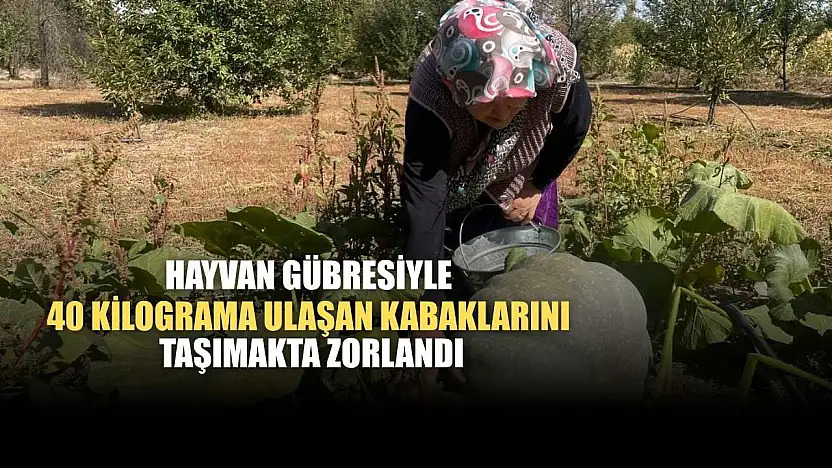 Hayvan gübresiyle 40 kilograma ulaşan kabaklarını taşımakta zorlandı