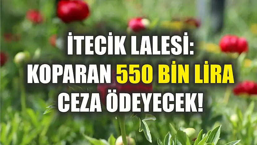 İtecik Lalesi: Koparan 550 Bin Lira Ceza Ödeyecek!
