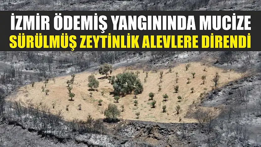 İzmir Ödemiş Yangınında Mucize: Sürülmüş Zeytinlik Alevlere Direndi