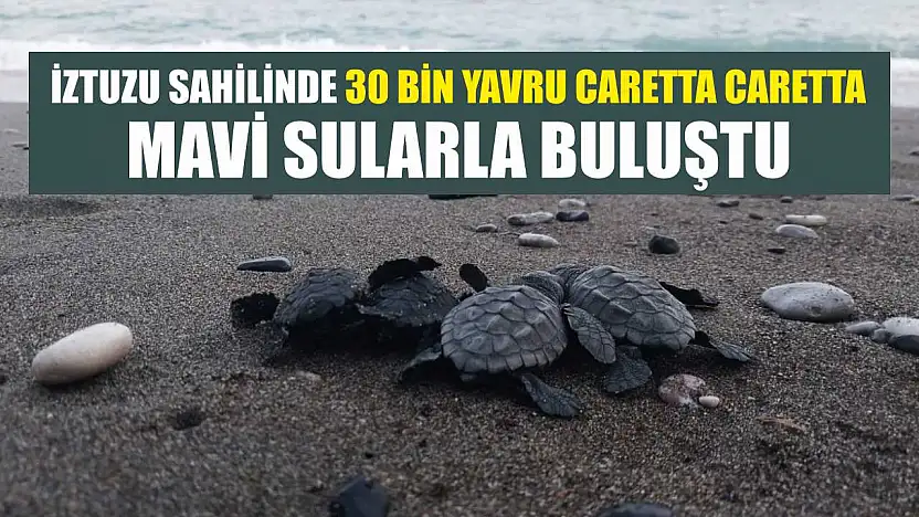 İztuzu sahilinde 30 bin yavru caretta caretta mavi sularla buluştu
