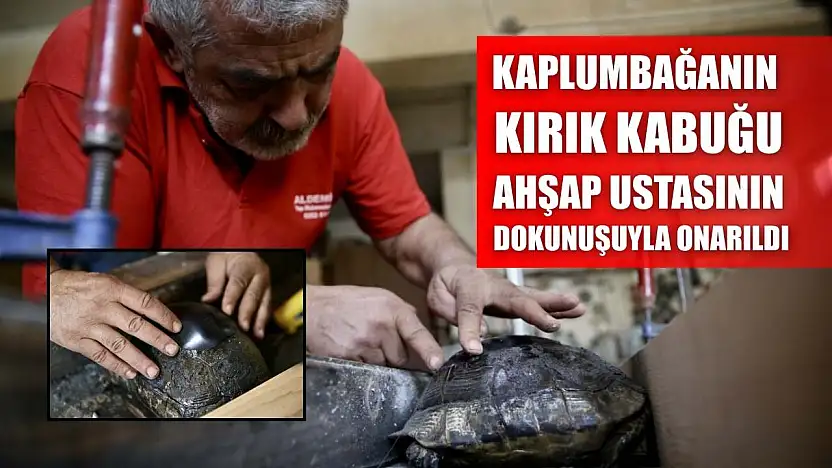 Kaplumbağanın kırık kabuğu ahşap ustasının dokunuşuyla onarıldı