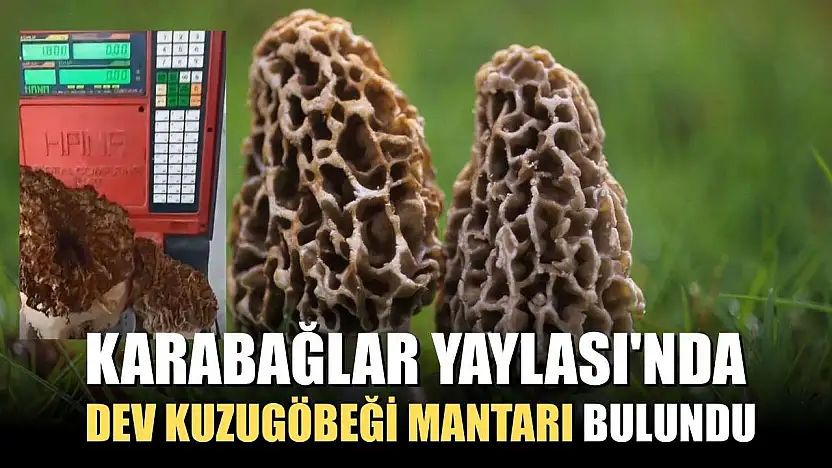 Karabağlar Yaylası'nda dev kuzugöbeği mantarı bulundu