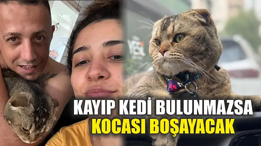 Kayıp kedi bulunmazsa kocası boşayacak