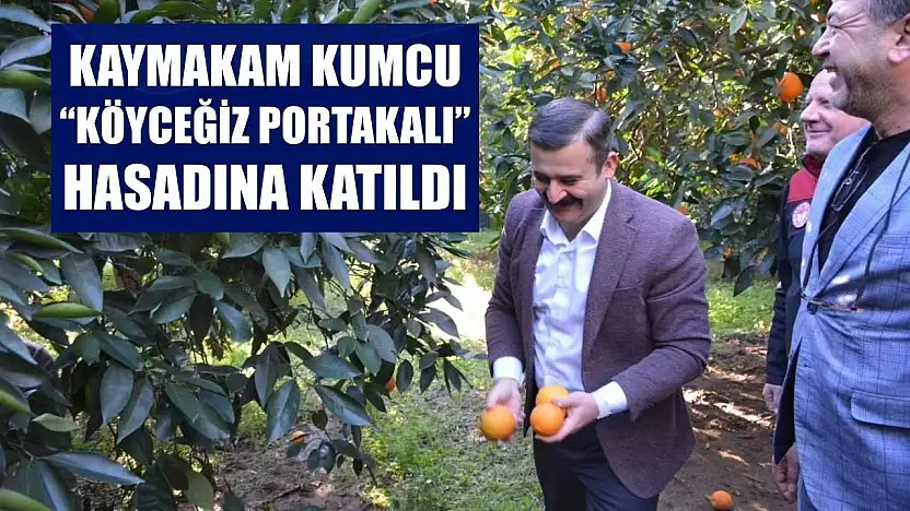 Kaymakam Kumcu, 'Köyceğiz Portakalı' hasadına katıldı