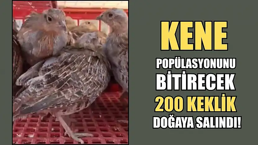 Kene Popülasyonunu Bitirecek 200 Keklik Doğaya Salındı!