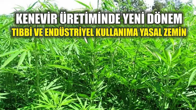 Kenevir Üretiminde Yeni Dönem: Tıbbi ve Endüstriyel Kullanıma Yasal Zemin