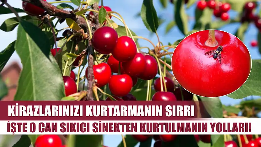Kirazlarınızı Kurtarmanın Sırrı: İşte O Can Sıkıcı Sinekten Kurtulmanın Yolları!
