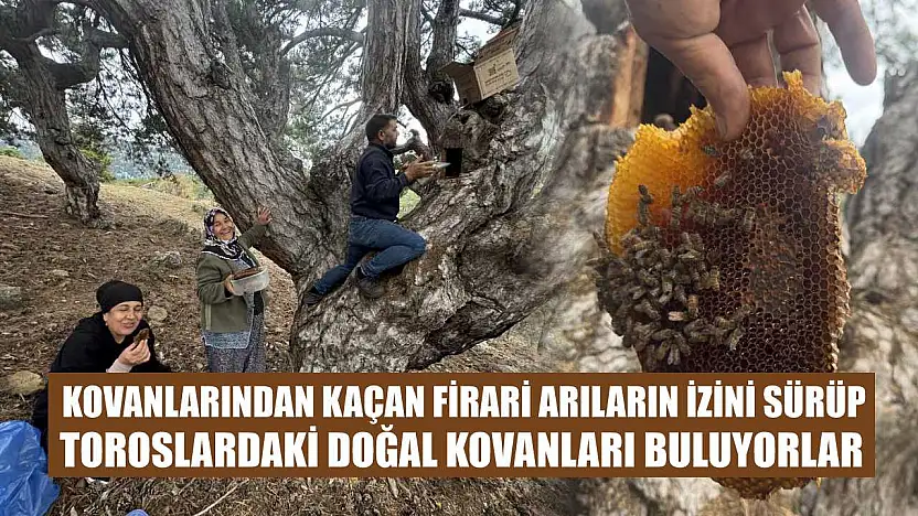 Kovanlarından kaçan firari arıların izini sürüp Toroslardaki doğal kovanları buluyorlar