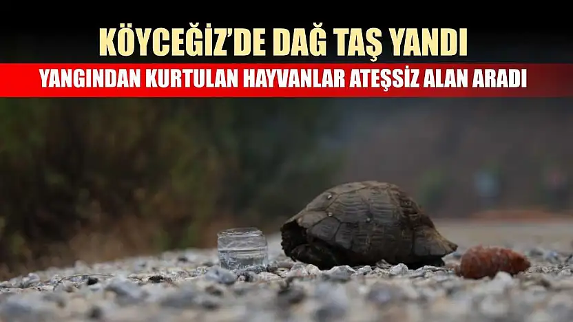 Köyceğiz'de dağ taş yandı, yangından kurtulan hayvanlar ateşsiz alan aradı
