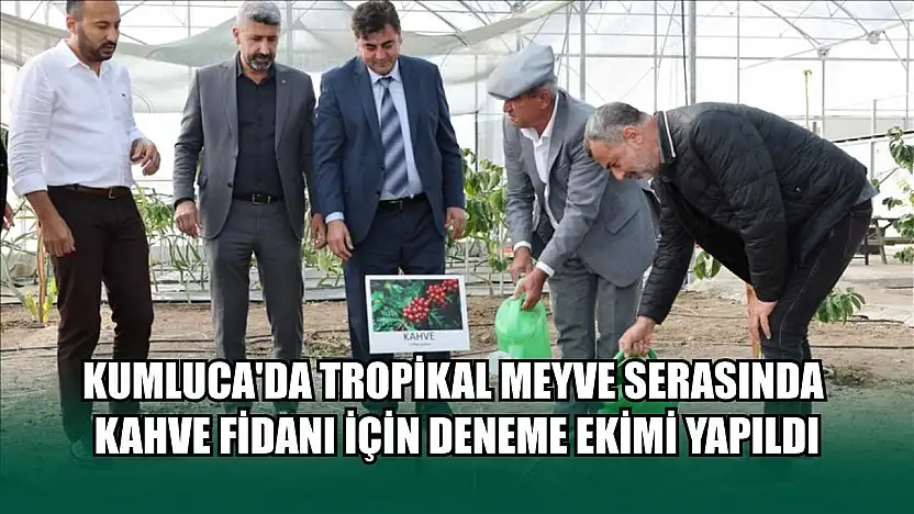 Kumluca'da tropikal meyve serasında kahve fidanı için deneme ekimi yapıldı