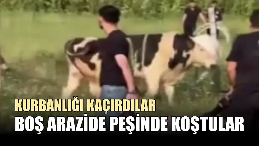 Kurbanlığı kaçırdılar, boş arazide peşinde koştular
