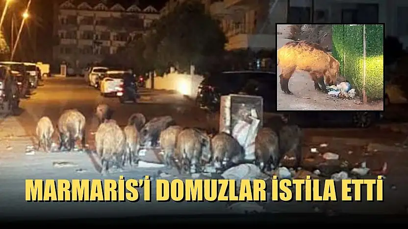 Marmaris'i domuzlar istila etti
