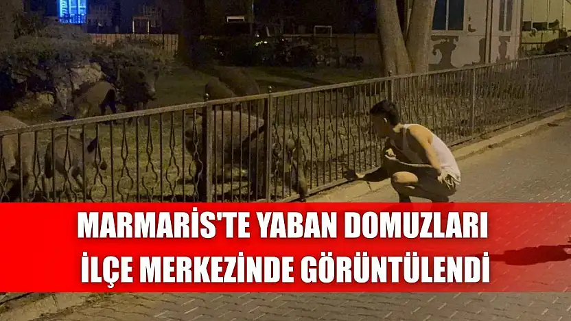 Marmaris'te yaban domuzları ilçe merkezinde görüntülendi