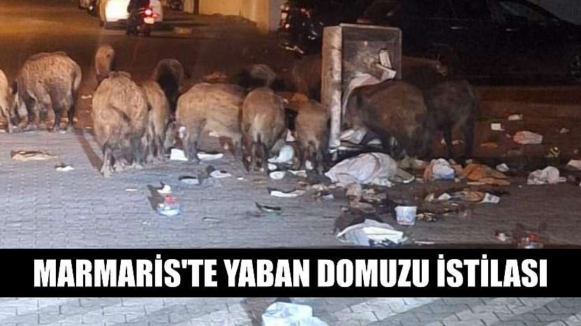 Marmaris'te yaban domuzu istilası