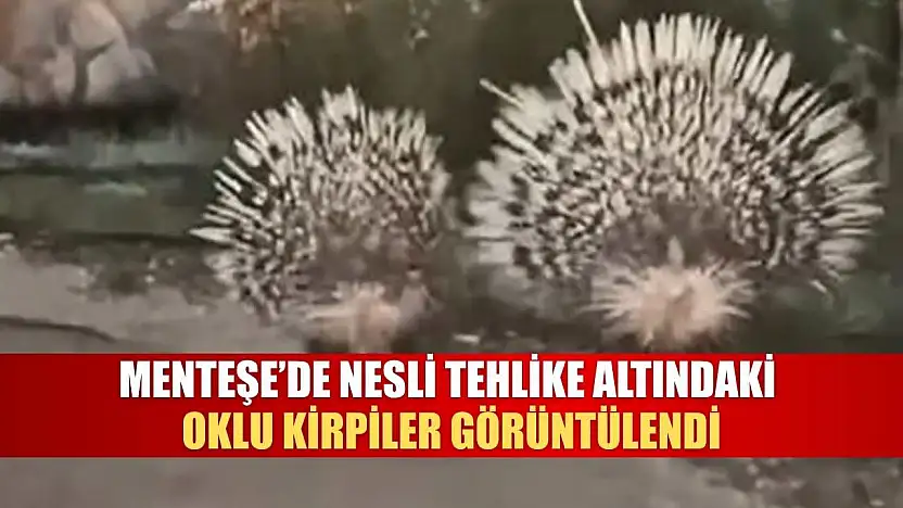 Menteşe'de Nesli Tehlike Altındaki Oklu Kirpiler Görüntülendi