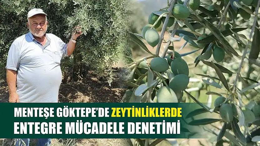 Menteşe Göktepe'de zeytinliklerde Entegre Mücadele denetimi