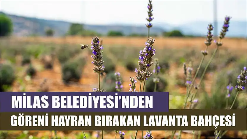 Milas Belediyesi'nden Göreni Hayran Bırakan Lavanta Bahçesi