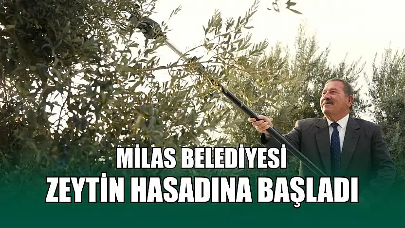 Milas Belediyesi zeytin hasadına başladı