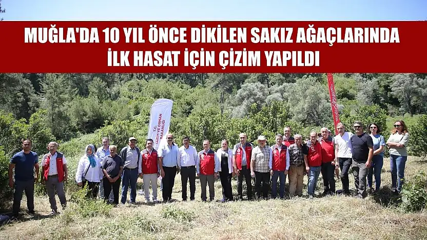 Muğla'da 10 yıl önce dikilen sakız ağaçlarında ilk hasat için çizim yapıldı