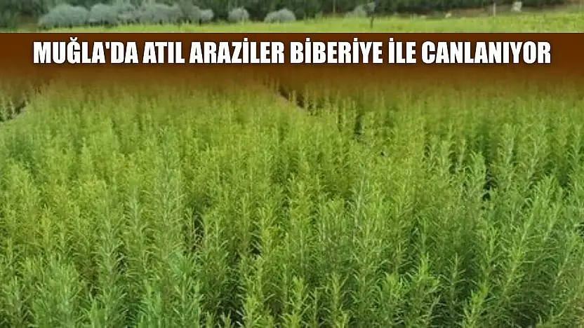 Muğla'da atıl araziler biberiye ile canlanıyor