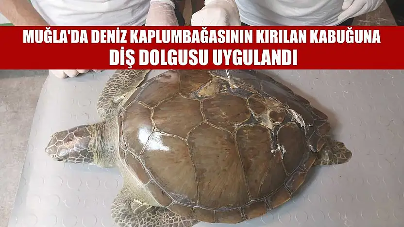 Muğla'da deniz kaplumbağasının kırılan kabuğuna diş dolgusu uygulandı