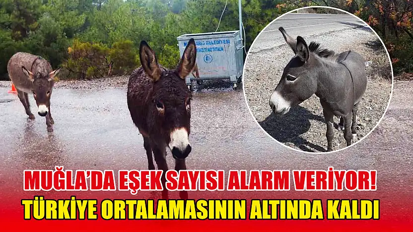 Muğla'da eşek sayısı alarm veriyor! Türkiye ortalamasının altında kaldı