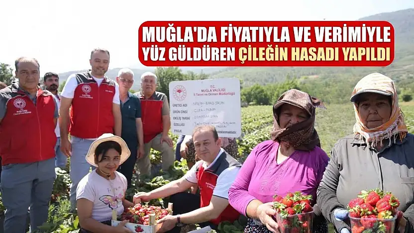 Muğla'da fiyatıyla ve verimiyle yüz güldüren çileğin hasadı yapıldı