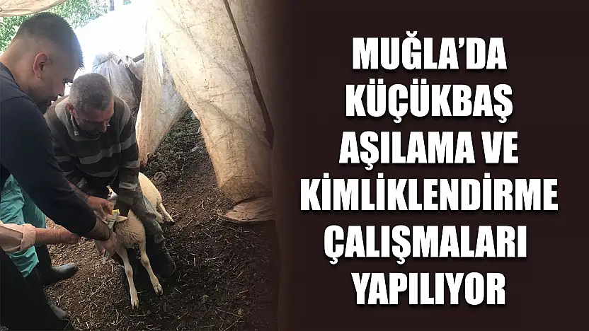 Muğla'da küçükbaş aşılama ve kimliklendirme çalışmaları yapılıyor