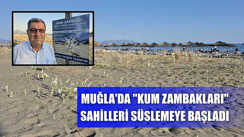 Muğla'da 'kum zambakları' sahilleri süslemeye başladı