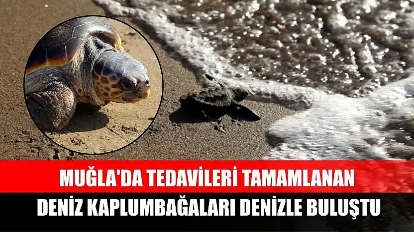 Muğla'da tedavileri tamamlanan deniz kaplumbağaları denizle buluştu