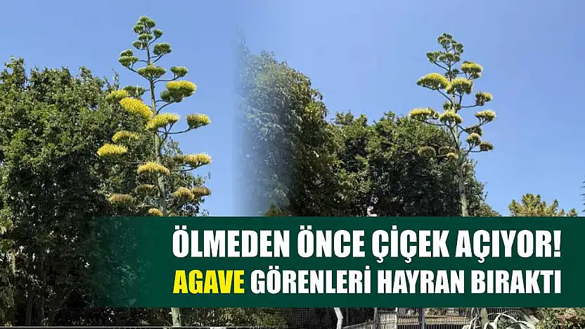 Ölmeden Önce Çiçek Açıyor! Agave Görenleri Hayran Bıraktı
