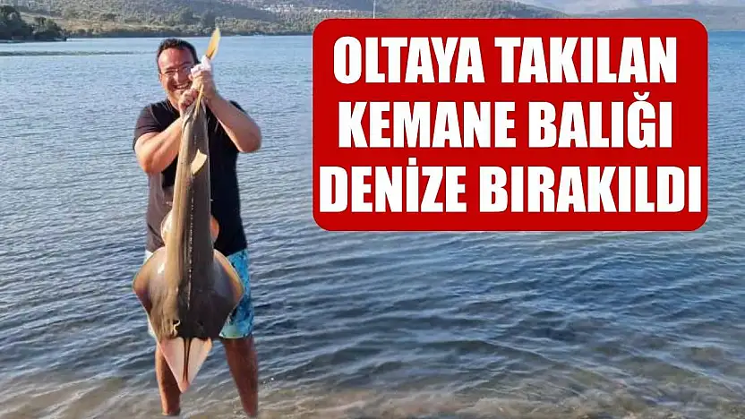 Oltaya takılan kemane balığı denize bırakıldı
