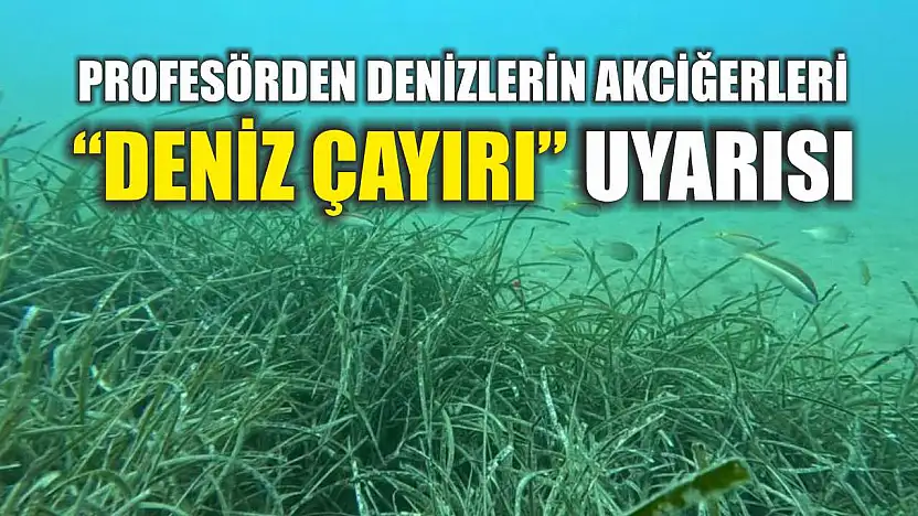 Profesörden denizlerin akciğerleri 'deniz çayırı' uyarısı
