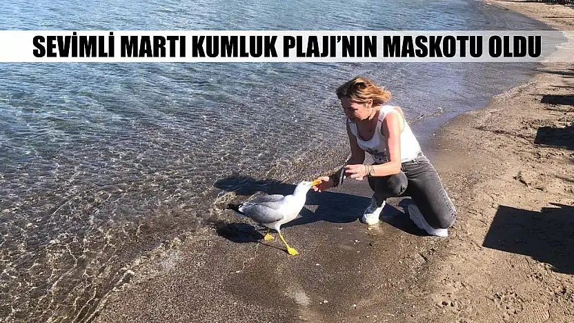 Sevimli martı Kumluk Plajı'nın maskotu oldu
