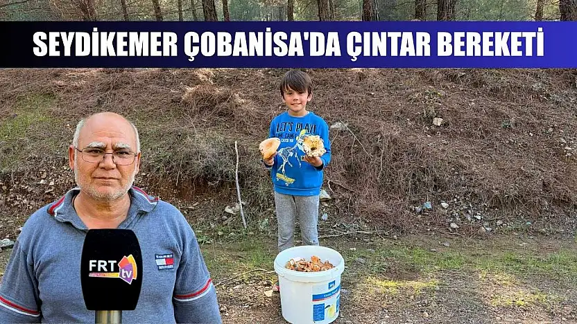 Seydikemer Çobanisa'da Çıntar Bereketi