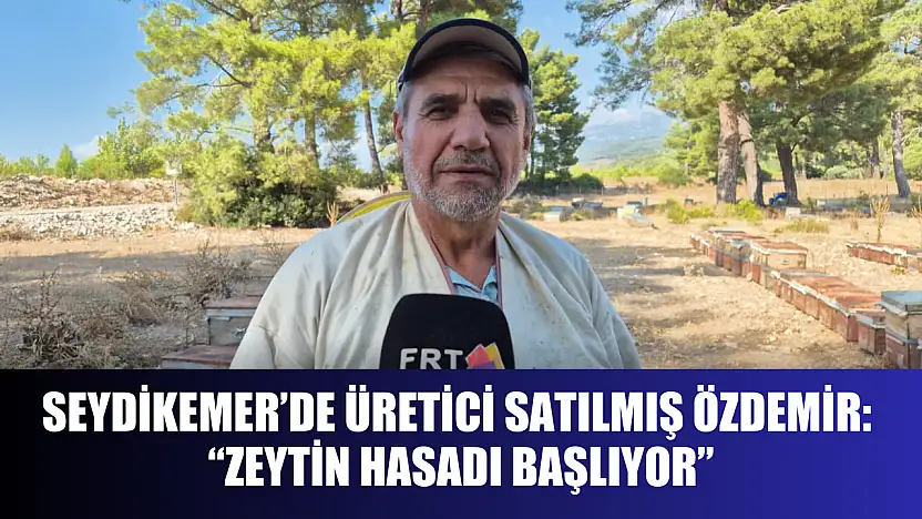 Seydikemer'de Üretici Satılmış Özdemir: 'Zeytin Hasadı Başlıyor'