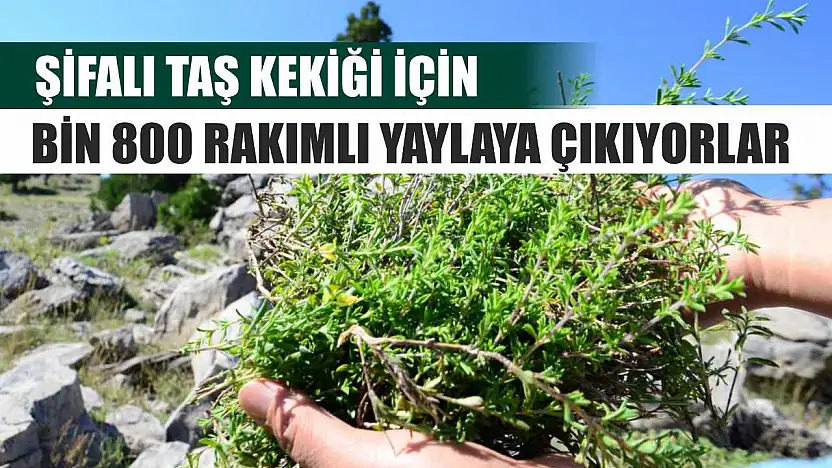 Şifalı taş kekiği için bin 800 rakımlı yaylaya çıkıyorlar