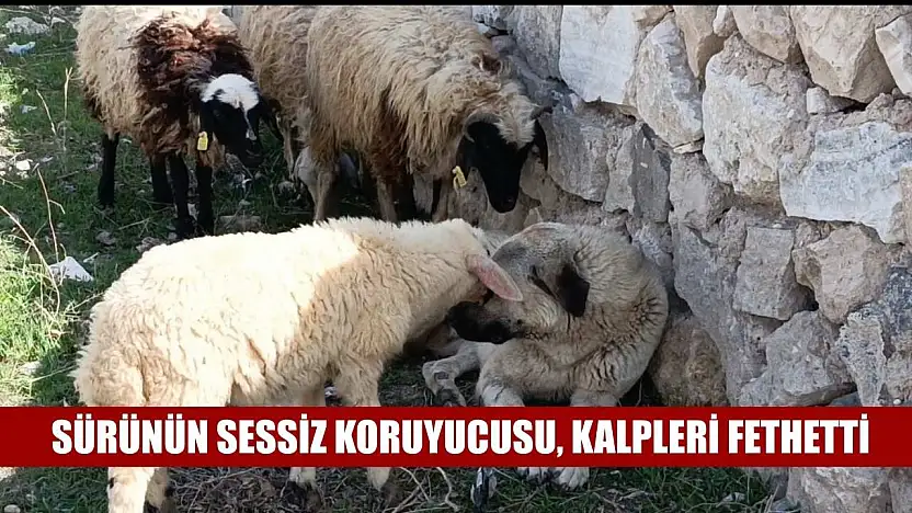 Sürünün sessiz koruyucusu, kalpleri fethetti