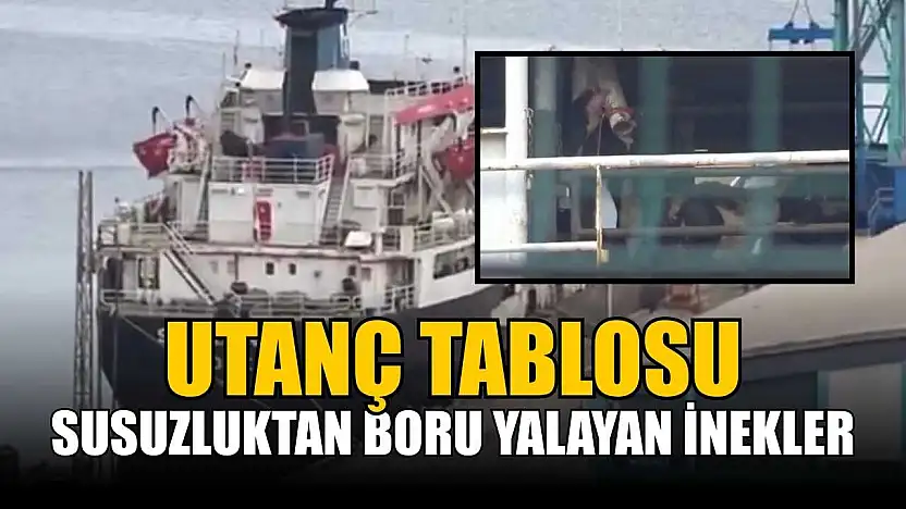 Susuzluktan boru yalayan inekler