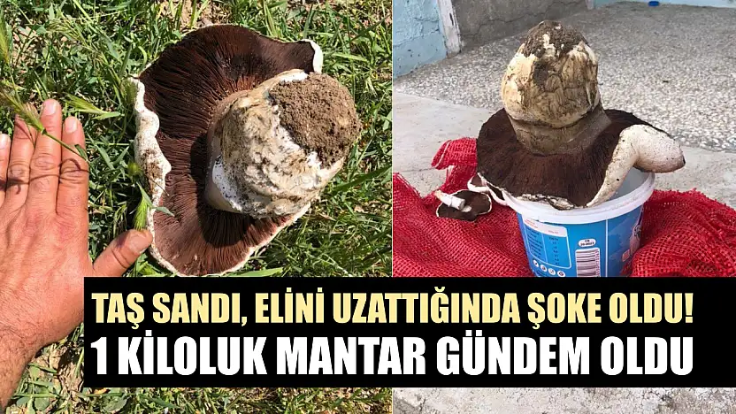 Taş sandı, elini uzattığında şoke oldu! 1 kiloluk mantar gündem oldu