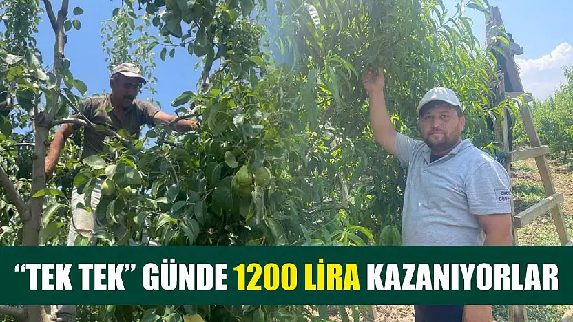 'Tek tek' günde 1200 lira kazanıyorlar