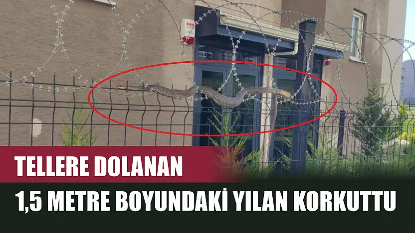 Tellere dolanan 1,5 metre boyundaki yılan korkuttu
