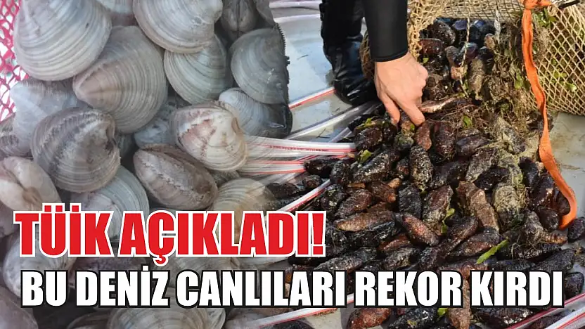TÜİK açıkladı! Bu deniz canlıları rekor kırdı