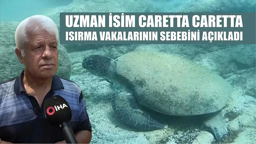Uzman isim Caretta caretta ısırma vakalarının sebebini açıkladı