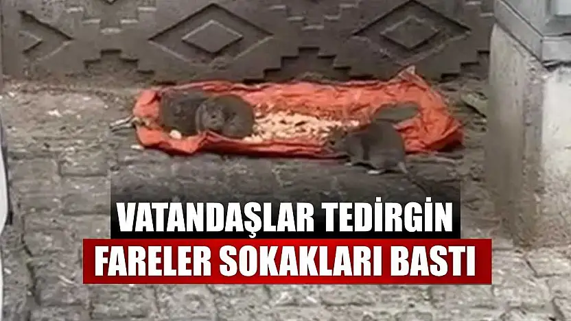 Vatandaşlar tedirgin: Fareler sokakları bastı