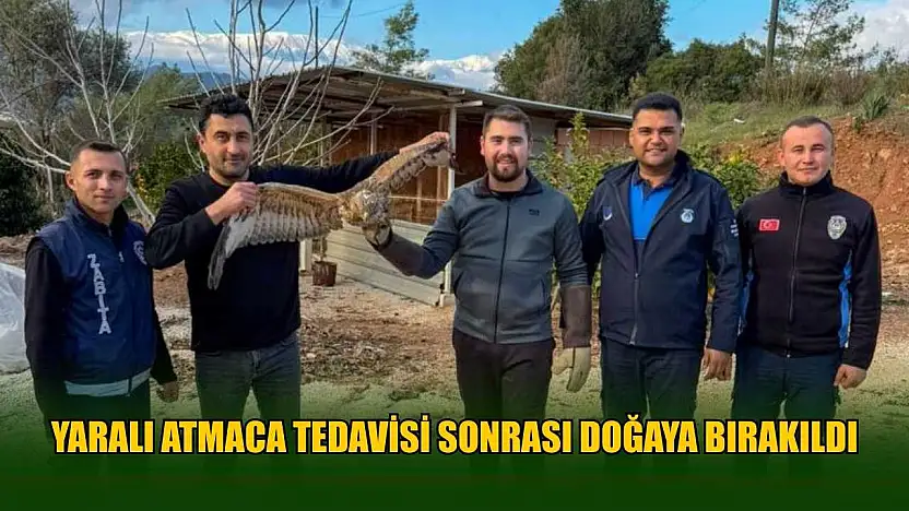 Yaralı atmaca tedavisi sonrası doğaya bırakıldı