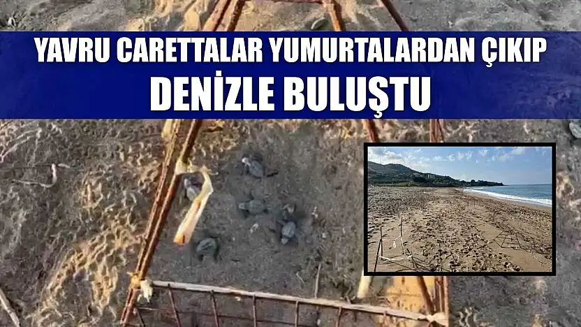 Yavru carettalar yumurtalardan çıkıp denizle buluştu