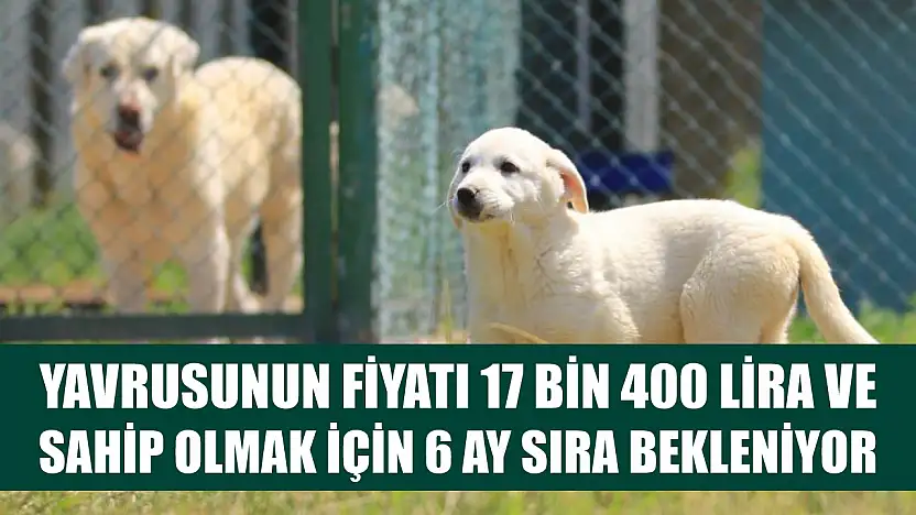 Yavrusunun fiyatı 17 bin 400 lira ve sahip olmak için 6 ay sıra bekleniyor