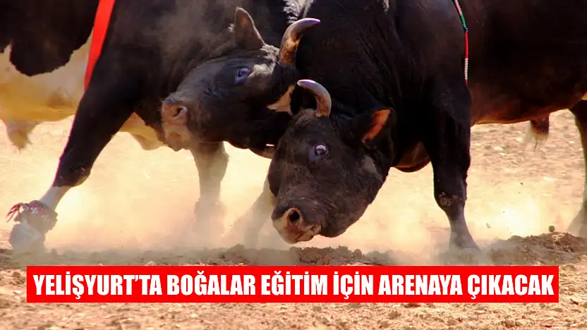 Yelişyurt'ta boğalar eğitim için arenaya çıkacak